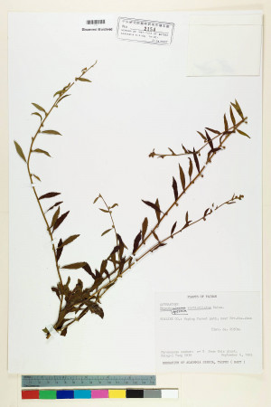 Rhynchospermum verticillatum Reinw._標本_BRCM 6437