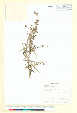 Artemisia princeps Pamp._標本_BRCM 6418