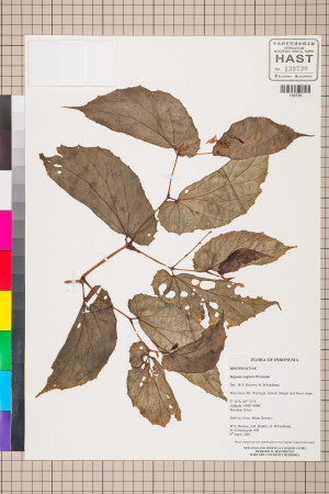 Begonia isoptera標本_BRCM 2798