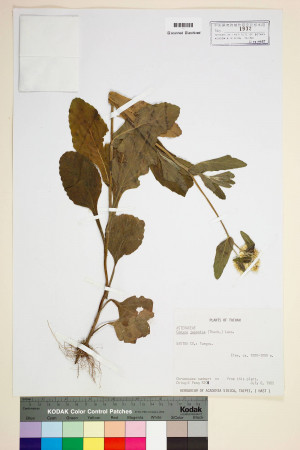 Conyza japonica (Thunb.) Less._標本_BRCM 6697