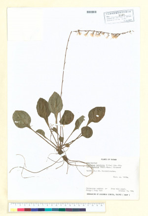 Ainsliaea latifolia (D. Don) Sch.-Bip. var. nimborum (Hand.-Mazz.) Kitam._標本_BRCM 6627