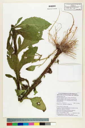Pluchea sagittalis (Lam.) Cabera_標本_BRCM 5939