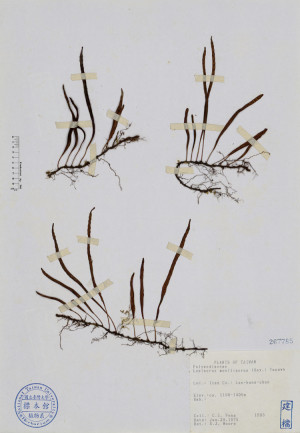 Lepisorus monilisorus (Hay.) Tagawa_標本_BRCM 4728