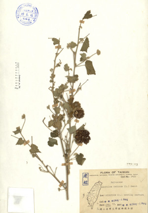 Abutilon indicum (L.) Sweet_標本_BRCM 4230