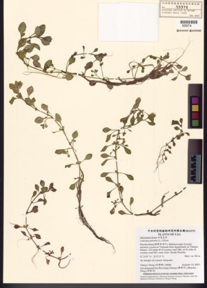 Ludwigia palustris (L.) Elliott_標本_BRCM 7817