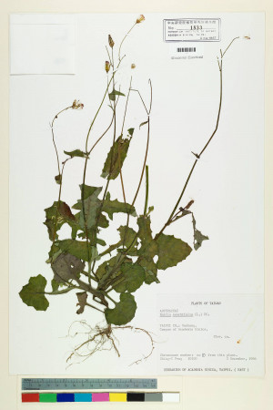 Emilia sonchifolia (L.) DC._標本_BRCM 5212
