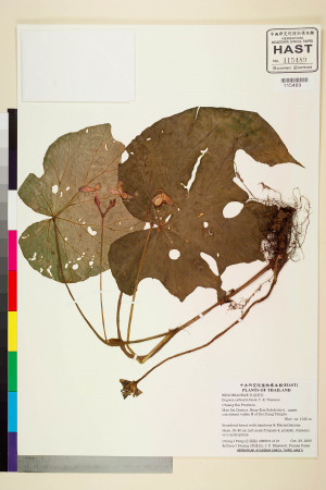 Begonia siamensis標本_BRCM 2157