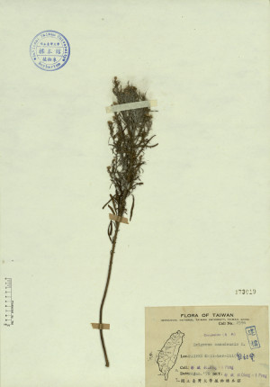 Erigeron canadensis L._標本_BRCM 4450