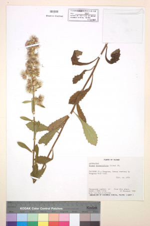 Blumea hieracifolia (D. Don) DC._標本_BRCM 4897