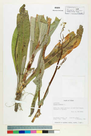 Sonchus arvensis L._標本_BRCM 6889