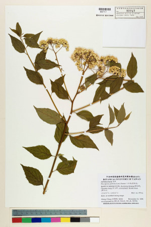 Microglossa pyrifolia (Lam.) Kuntze_標本_BRCM 7458