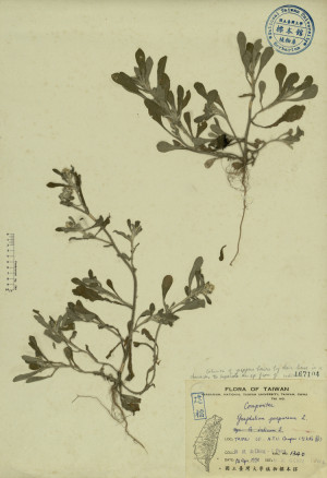 Gnaphalium purpureum L._標本_BRCM 3858