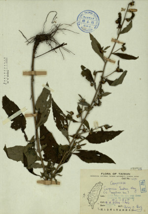 Carpesium acutum Hay. (C. nepalense Less.)_標本_BRCM 4293