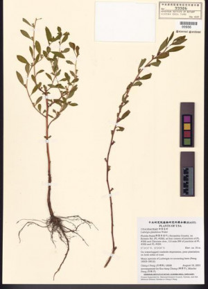Ludwigia glandulosa Walter_標本_BRCM 7828