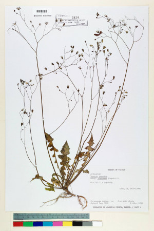 Youngia japonica (L.) DC. subsp. monticola Koh Nakam. & C.I Peng_標本_BRCM 5492