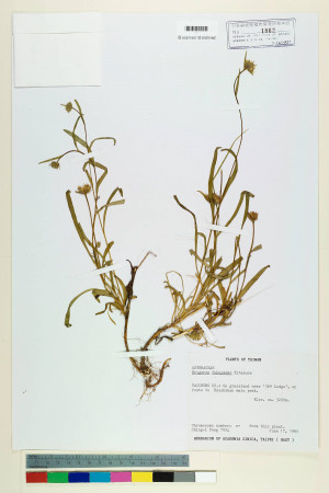 Erigeron morrisonensis Hayata_標本_BRCM 5032