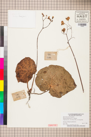 Begonia phuthoensis標本_BRCM 2887