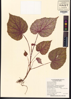Begonia grandis Dry_標本_BRCM 5965