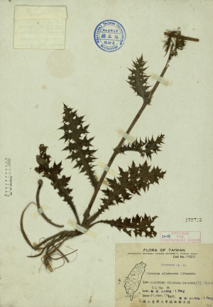 Cirsium albescens Kitamura_標本_BRCM 4300