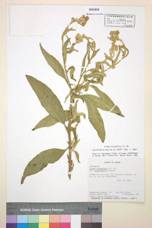 Blumea balsamifera (L.) DC._標本_BRCM 4852
