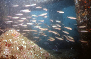 人工魚礁—煤灰礁