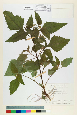 Sigesbeckia orientalis L._標本_BRCM 6346