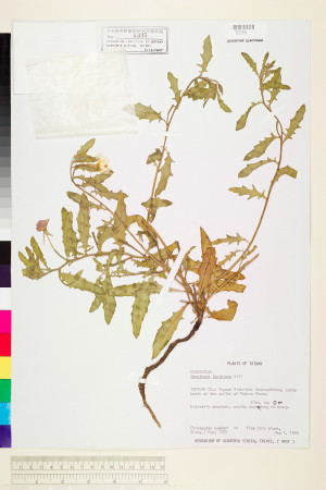 Oenothera laciniata J. Hill_標本_BRCM 5991