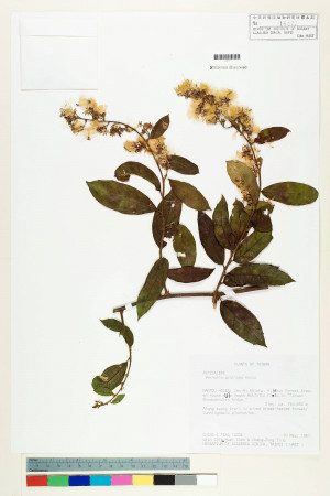 Vernonia gratiosa Hance_標本_BRCM 5146