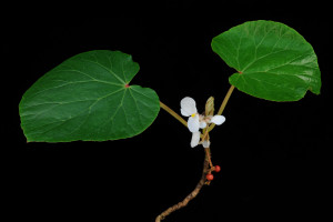 Begonia baccata Hook.f.