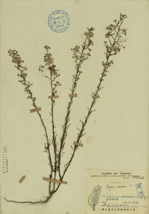 Erigeron canadensis L._標本_BRCM 4271