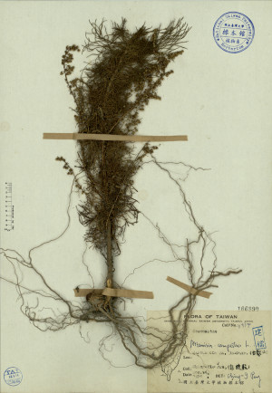 Artemisia campestris L._標本_BRCM 3837