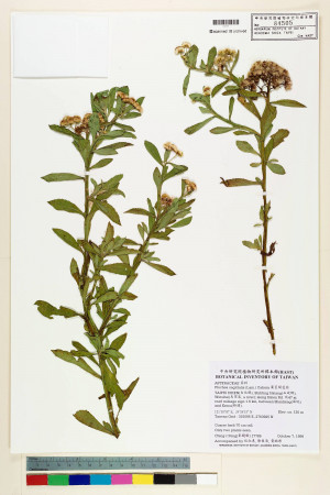 Pluchea sagittalis (Lam.) Cabera_標本_BRCM 5942