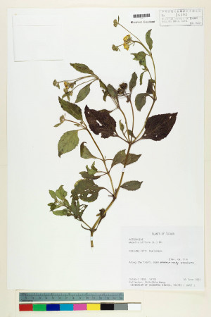 Wedelia biflora (L.) DC._標本_BRCM 7370