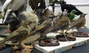 中央研究院生物多樣性研究博物館—鳥獸標本