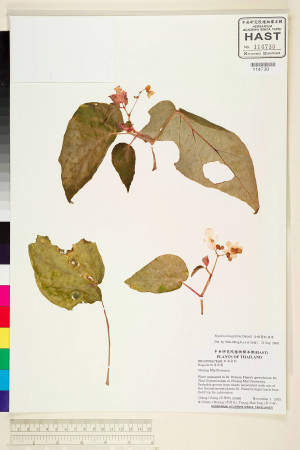Begonia integrifolia標本_BRCM 2084