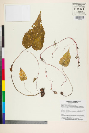Begonia dioica標本_BRCM 2694