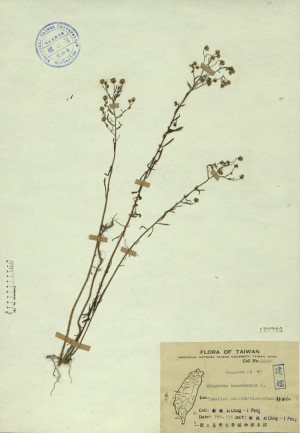 Erigeron canadensis L._標本_BRCM 4341