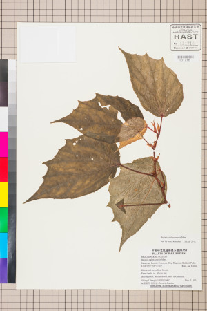 Begonia palawanensis標本_BRCM 2572