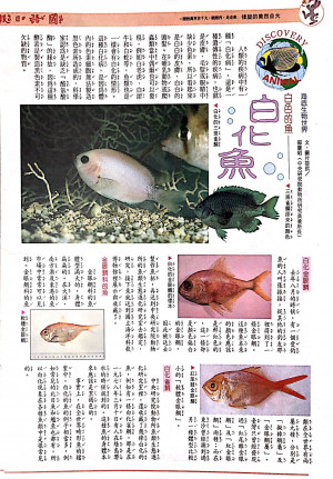 國語日報—海底生物世界：白化魚