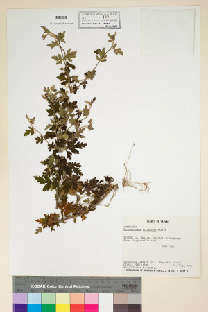 Chrysanthemum arisanense Hayata_標本_BRCM 7139