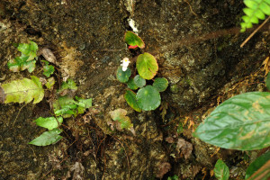 碟葉秋海棠 (Begonia ufoides C.I Peng, Y.H.Qin & C.W.Lin)