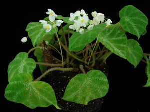 寧明秋海棠 (Begonia ningmingensis D.Fang, Y.G.Wei & C.I Peng)