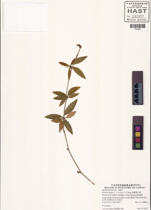 Berberis pengii C. C. Yu & K. F. Chung_標本_BRCM 6048