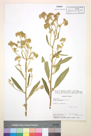 Blumea balsamifera (L.) DC._標本_BRCM 4855