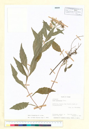 Aster leiophyllus Fr. & Sav._標本_BRCM 5290