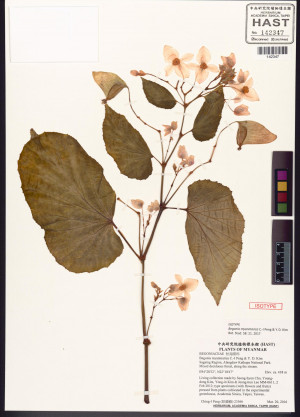 Begonia myanmarica標本_BRCM 8327