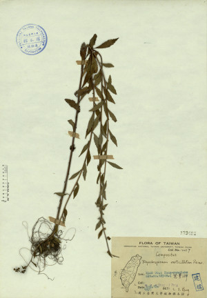 Rhynchospermum verticillatum Reinw._標本_BRCM 4452