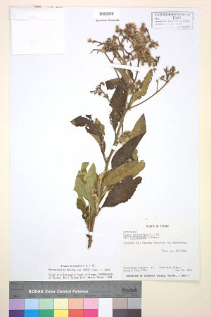 Blumea balsamifera (L.) DC._標本_BRCM 3796