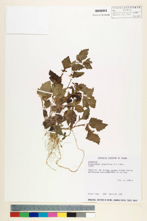 Dichrocephala integrifolia (L. f.) Kuntze_標本_BRCM 6354