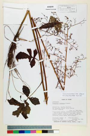Notoseris formosana (Kitam.) C. Shih_標本_BRCM 6603
